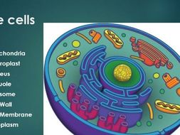 Plant & Animal Cells - Microscope Practical