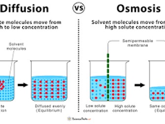 Biology: Osmosis Experiment-