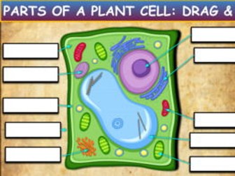 Parts Of A Plant Cell: Drag & Drop Worksheet: Google Slides. Powerpoint