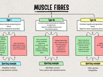 GCSE and A-Level PE Muscle Fibres