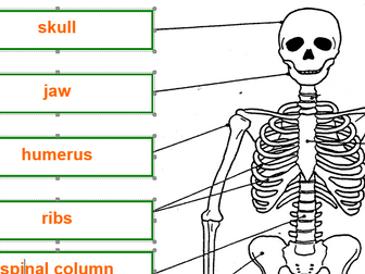 KS3 lesson on Skeleton