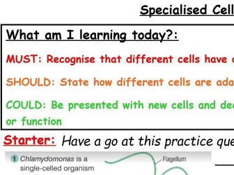 AQA 1.3 and 1.4 Specialised Cells