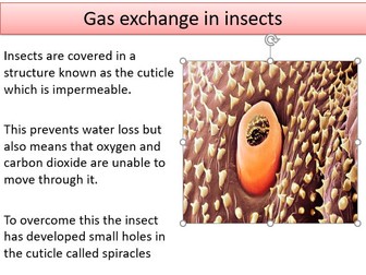 3.1.1 Exchange surfaces OCR A Level Biology