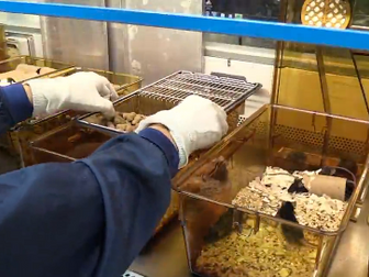 Laboratory mice cage clean