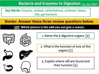 Bacteria and Enzymes in Digestion