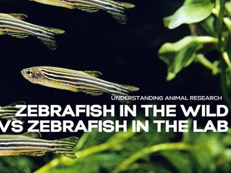 What can wild zebrafish tell us about caring for zebrafish in the lab