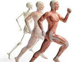 Musculoskeletal System