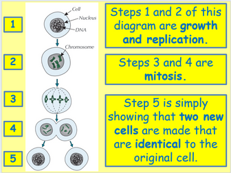 AQA Biology Unit 1 - L5 Cell Division (Mitosis)
