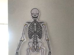 movable skeleton model online