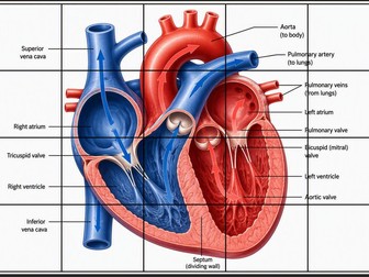 VCE PE_Heart Jigsaw_16 Piece