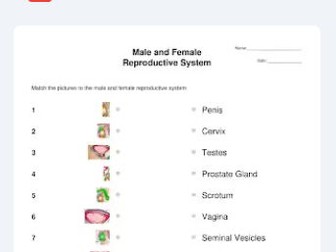 Visual Labelling of the Male & Female Reproductive Systems