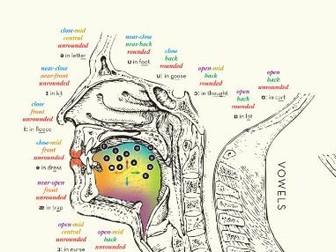 Phonetic map of the vocal tract