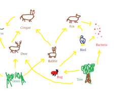 Grade 4/Ecology/Habitats/Food chains and food webs | Teaching Resources