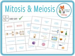 Mitosis & Meiosis Comparison - Card sort (KS3/4) | Teaching Resources