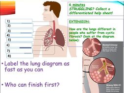 The Lungs (Organisation topic, AQA) | Teaching Resources