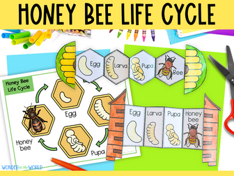 Honey bee life cycle foldable science craft activity