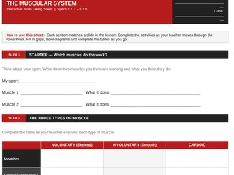Muscular System | Edexcel GCSE PE | Note-Taking Sheet – Slide-by-Slide, accompanies ppt