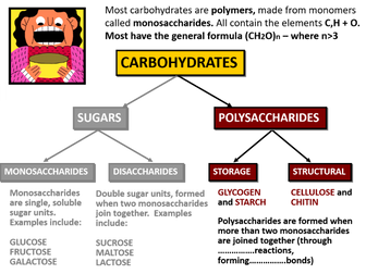 Polysaccharides - AS Unit: Biological Molecules (AQA)