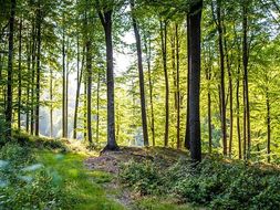 Wild WoodsWriting Bundle