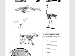 Introduction to Skeletons (humans and animals) | Teaching Resources