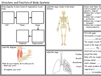 KS3/Year 7 Body Systems Revision Sheet