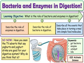 Bacteria and Enzymes in digestion KS3 Activate Science