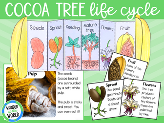 Life cycle of a cocoa tree foldable activity
