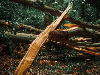 How do hurricanes impact forest ecosystems?