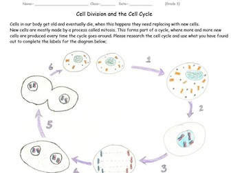 Cell Division and the Cell Cycle for GCSE 3