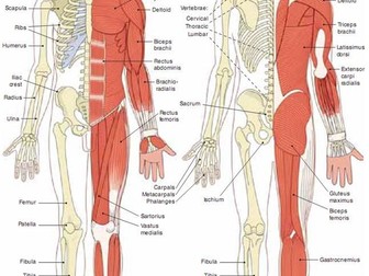 AQA GCSE PE (new spec) Musculo-skeletal system lessons