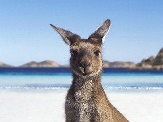 Animals in Australia  - Snakes, Spiders, Kangaroos and Koalas