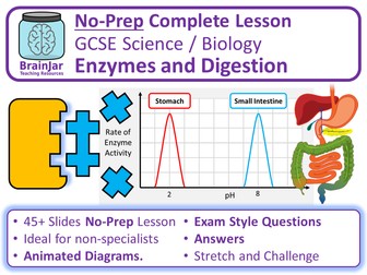 Enzymes and Digestion