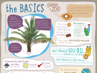 Learn at Chester Zoo - Palm Oil - The Basics