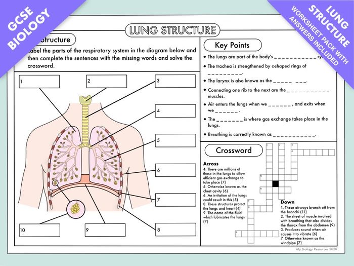 GCSE Biology: Lung Structure Worksheet Pack *UPDATED* | Teaching Resources