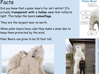 KS1 Polar bears and Penguin information, Planning and Resources