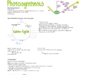 Photosynthesis Factsheets - A Level Biology (OCR)