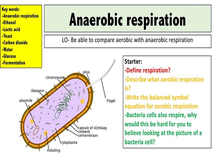 Aerobics,Aerobic Exercise,Aerobic Respiration,Aerobed,Aerobic Step