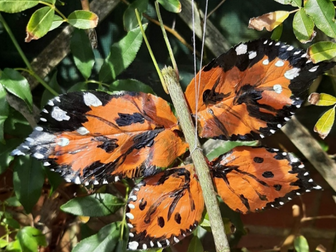 EAL Activities - Garden Animals