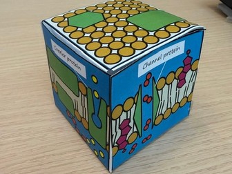 Fluid Mosaic Model 3D Cube | A Level Biology Cell Membrane Activity