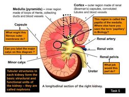 Homeostasis - A complete set of resources for AQA AS/A-Level Biology ...