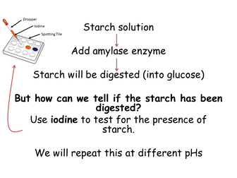 Investigating the Effect of pH on Amylase