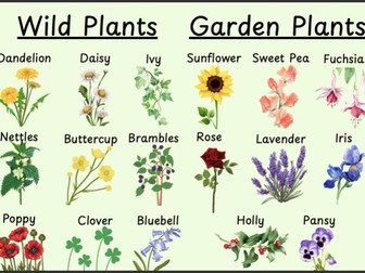 Plants Science Display
