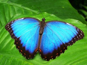 From Caterpillar to Butterfly: The Magic of Metamorphosis!