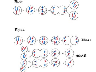 Cell division Meiosis and Mitosis Poster