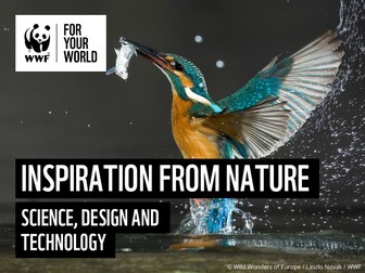 Learn from Nature: An Introduction to Biomimicry - KS2 D&T