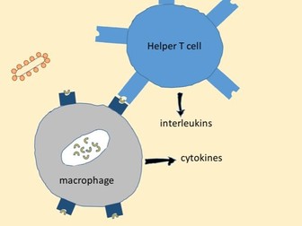 Powerpoint on specific immune responses