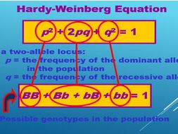 A2 Biology- Hardy Weinburg principle