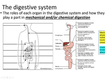 Digestive system Unit 4 Applied Science AQA