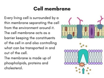 Cell type and organelle revision flash cards