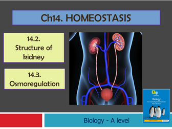 CIE - ch14- Homeostasis - 14.2.Structure of kidney/14.3.Osmoregulation